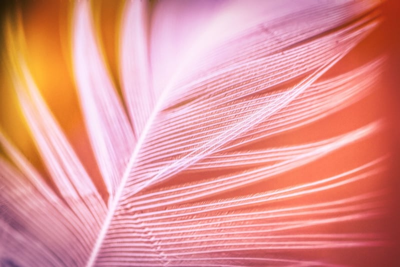 Feathers